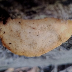 Truncospora ochroleuca at Kaputar, NSW - 2 Jun 2025 11:31 AM