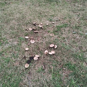 Agaricus sp. (Agaricus) at Orange, NSW - 6 Jun 2025 by Teresa