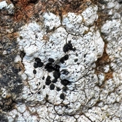 Buellia sp. at Ventnor, VIC - Today by Hejor1