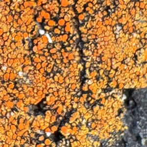 Caloplaca sp. at Ventnor, VIC - Today by Hejor1