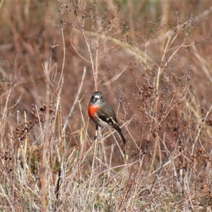 Petroica boodang (Scarlet Robin) at Conder, ACT - 11 Jun 2025 by MB