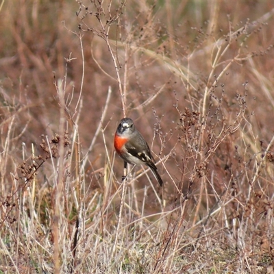 Petroica boodang (Scarlet Robin) at Conder, ACT - 11 Jun 2025 by MB