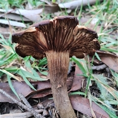 Unverified Cap on a stem; gills below cap [mushrooms or mushroom-like] at Orange, NSW - 6 Jun 2025 by Teresa