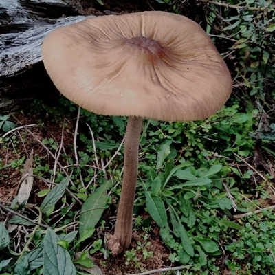 Oudemansiella gigaspora group (Rooting Shank) at The Pilliga, NSW - 30 May 2025 by Teresa