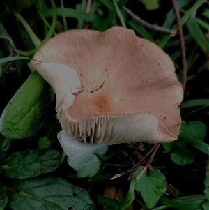 Unverified Cap on a stem; gills below cap [mushrooms or mushroom-like] at The Pilliga, NSW - 30 May 2025 by Teresa