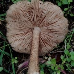 Pluteus sp. at Baradine, NSW - 30 May 2025 11:30 AM