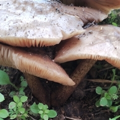 Pluteus sp. at Baradine, NSW - 30 May 2025 11:30 AM
