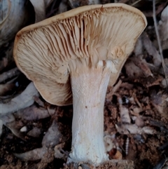 Agarics gilled fungi at The Pilliga, NSW - 30 May 2025 by Teresa