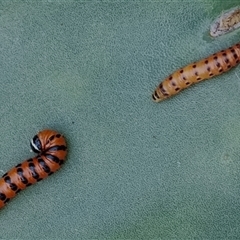 Cactoblastis cactorum at The Pilliga, NSW - 30 May 2025 11:22 AM