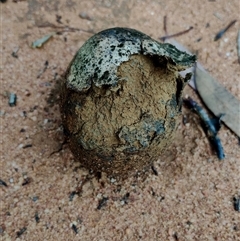 Pisolithus marmoratus at The Pilliga, NSW - 30 May 2025 10:48 AM