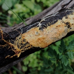Unverified Uncategorised Fungi at Baradine, NSW - 30 May 2025 by Teresa