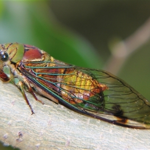 Unverified Cicada (Hemiptera, Cicadoidea) at Sheldon, QLD - 30 Oct 2008 by PJH123