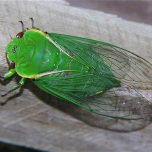 Unverified Cicada (Hemiptera, Cicadoidea) at Sheldon, QLD - 30 Oct 2008 by PJH123