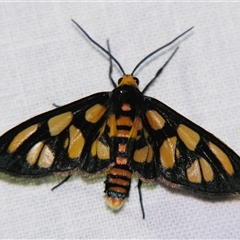 Amata (genus) (Handmaiden Moth) at Fairymead, QLD - 17 Oct 2008 by PJH123