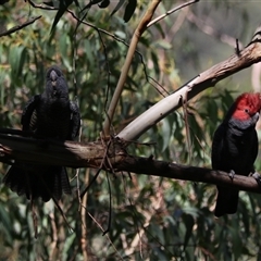 Callocephalon fimbriatum (Gang-gang Cockatoo) at Bundanoon, NSW - 16 Feb 2025 by Rixon