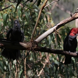 Callocephalon fimbriatum (Gang-gang Cockatoo) at Bundanoon, NSW - 16 Feb 2025 by Rixon