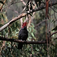 Callocephalon fimbriatum at Bundanoon, NSW - suppressed