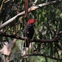 Callocephalon fimbriatum at Bundanoon, NSW - suppressed