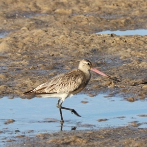 Limosa lapponica (Bar-tailed Godwit) at Merimbula, NSW - 4 Jan 2025 by Rixon