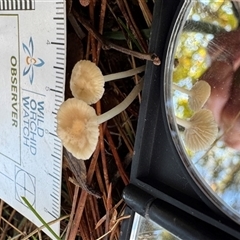 Entoloma aromaticum by GlossyGal