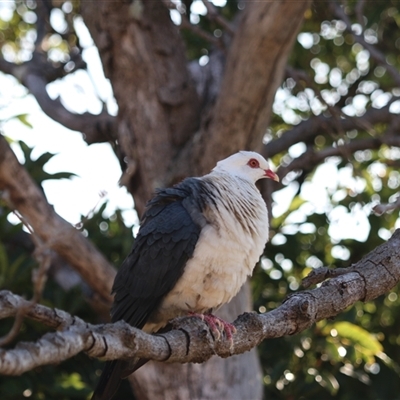 Columba leucomela (White-headed Pigeon) at Merimbula, NSW - 4 Jan 2025 by Rixon