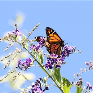 Danaus plexippus (Monarch) at Merimbula, NSW - 4 Jan 2025 by Rixon