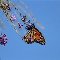 Danaus plexippus at Merimbula, NSW - 4 Jan 2025 10:40 AM