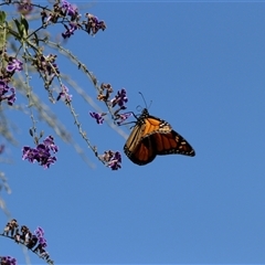 Danaus plexippus at Merimbula, NSW - 4 Jan 2025 10:40 AM