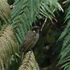 Meliphaga lewinii (Lewin's Honeyeater) at Bundanoon, NSW - 12 Feb 2025 by Rixon