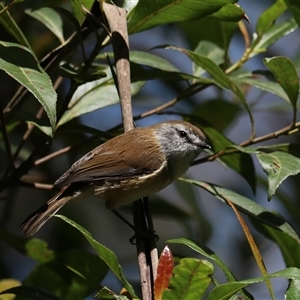 Gerygone mouki at Bundanoon, NSW - 16 Feb 2025 02:31 PM