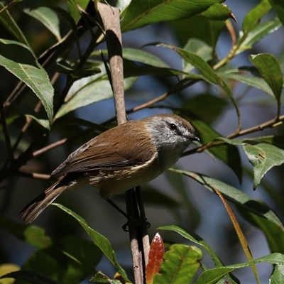 Gerygone mouki (Brown Gerygone) at Bundanoon, NSW - 16 Feb 2025 by Rixon