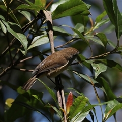 Gerygone mouki at Bundanoon, NSW - 16 Feb 2025 02:31 PM