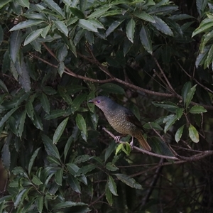 Ptilonorhynchus violaceus (Satin Bowerbird) at Bundanoon, NSW - 12 Feb 2025 by Rixon
