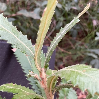 Banksia serrata (Saw Banksia) at Ulladulla, NSW - 10 Jun 2025 by Jennybach