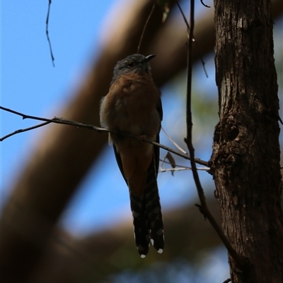 Cacomantis flabelliformis (Fan-tailed Cuckoo) at Bundanoon, NSW - 16 Feb 2025 by Rixon