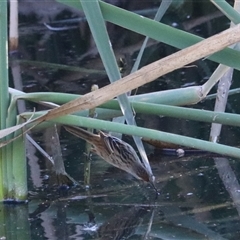 Poodytes gramineus (Little Grassbird) at Fyshwick, ACT - 10 May 2025 by Rixon