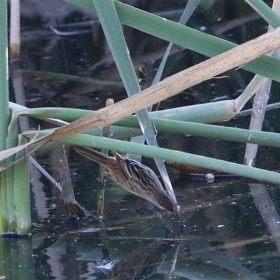 Poodytes gramineus (Little Grassbird) at Fyshwick, ACT - 10 May 2025 by Rixon