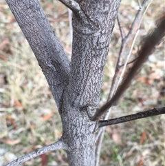 Acacia implexa (Hickory Wattle, Lightwood) at Crowther, NSW - 11 Jun 2025 by Frecko