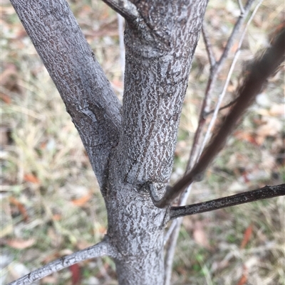 Acacia implexa (Hickory Wattle, Lightwood) at Crowther, NSW - 11 Jun 2025 by Frecko