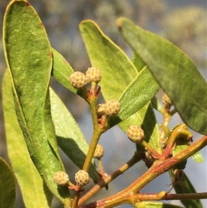 Acacia verniciflua (Varnish Wattle) at Crowther, NSW - 11 Jun 2025 by Frecko