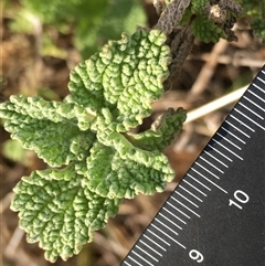 Marrubium vulgare (Horehound) at Crowther, NSW - 11 Jun 2025 by Frecko