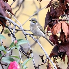Caligavis chrysops (Yellow-faced Honeyeater) at Wodonga, VIC - 9 Jun 2025 by KylieWaldon