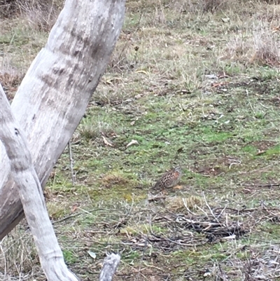 Turnix varius (Painted Buttonquail) at Crowther, NSW - 11 Jun 2025 by Frecko