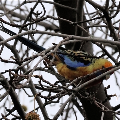 Platycercus elegans flaveolus (Yellow Rosella) at Wodonga, VIC - 9 Jun 2025 by KylieWaldon