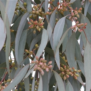 Eucalyptus bridgesiana at West Wodonga, VIC - Yesterday by KylieWaldon