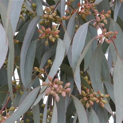 Eucalyptus bridgesiana at West Wodonga, VIC - 11 Jun 2025 by KylieWaldon