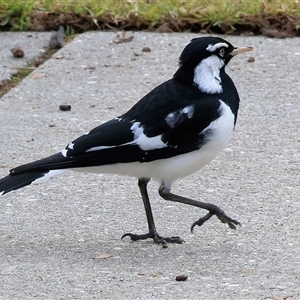 Grallina cyanoleuca (Magpie-lark) at West Wodonga, VIC - 11 Jun 2025 by KylieWaldon