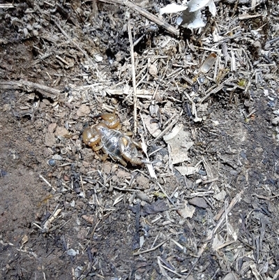 Urodacus manicatus (Black Rock Scorpion) at Bruce, ACT - 11 Jun 2025 by SimonLawrence
