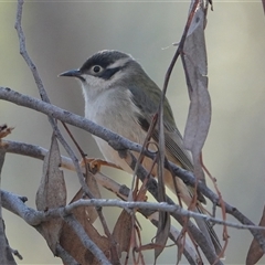 Melithreptus brevirostris (Brown-headed Honeyeater) at Hall, ACT - 1 Jun 2025 by Anna123