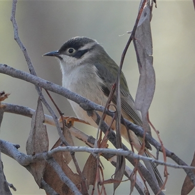 Melithreptus brevirostris (Brown-headed Honeyeater) at Hall, ACT - 1 Jun 2025 by Anna123